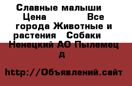 Славные малыши! › Цена ­ 10 000 - Все города Животные и растения » Собаки   . Ненецкий АО,Пылемец д.